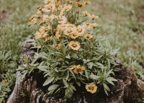 fleurs de mariage